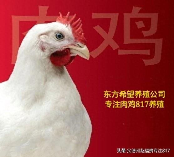 817肉杂毛鸡行情（棚前价格）12月13日