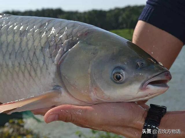 脆肉鲩